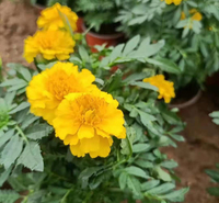 孔雀草 一年生草本植物 孔雀草双色盆供应