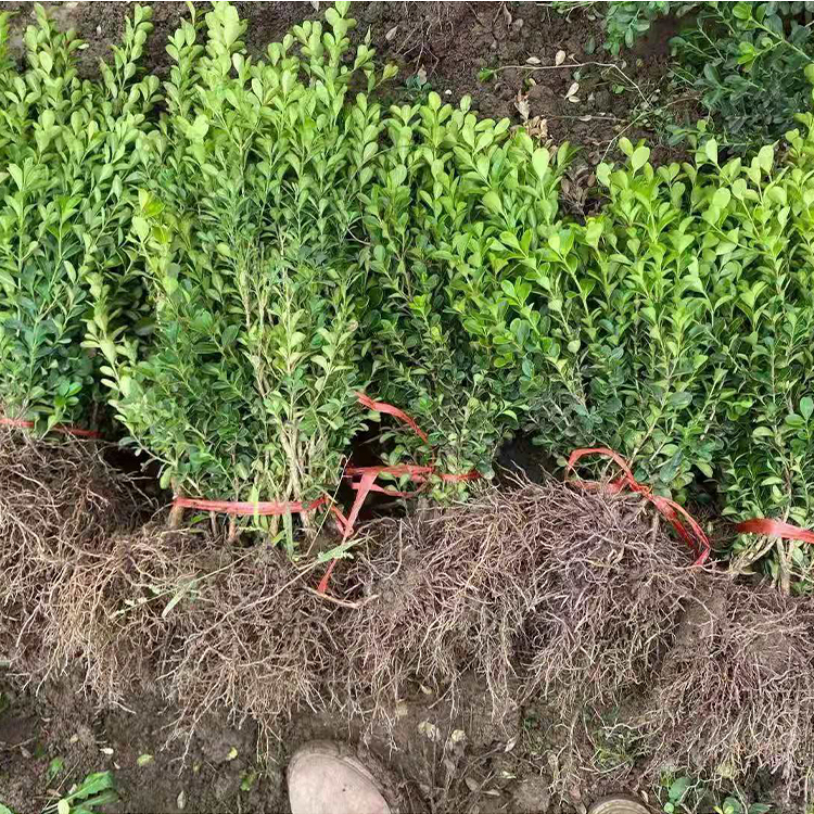 瓜子黄杨 青州花卉销售 小叶黄杨 长势好 远创花卉苗木