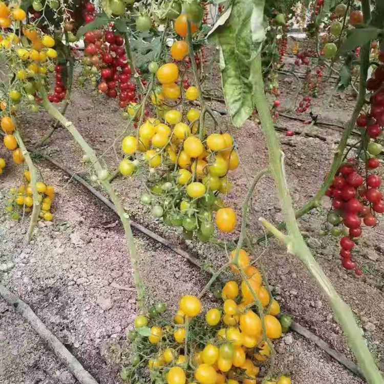 草莓番茄苗基地批发  特色小西红柿苗  千禧小番茄种苗  批发好价