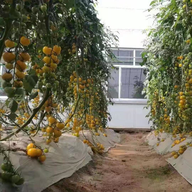 常年出售小西红柿种苗 特色小番茄圣女果小番茄 欢迎咨询