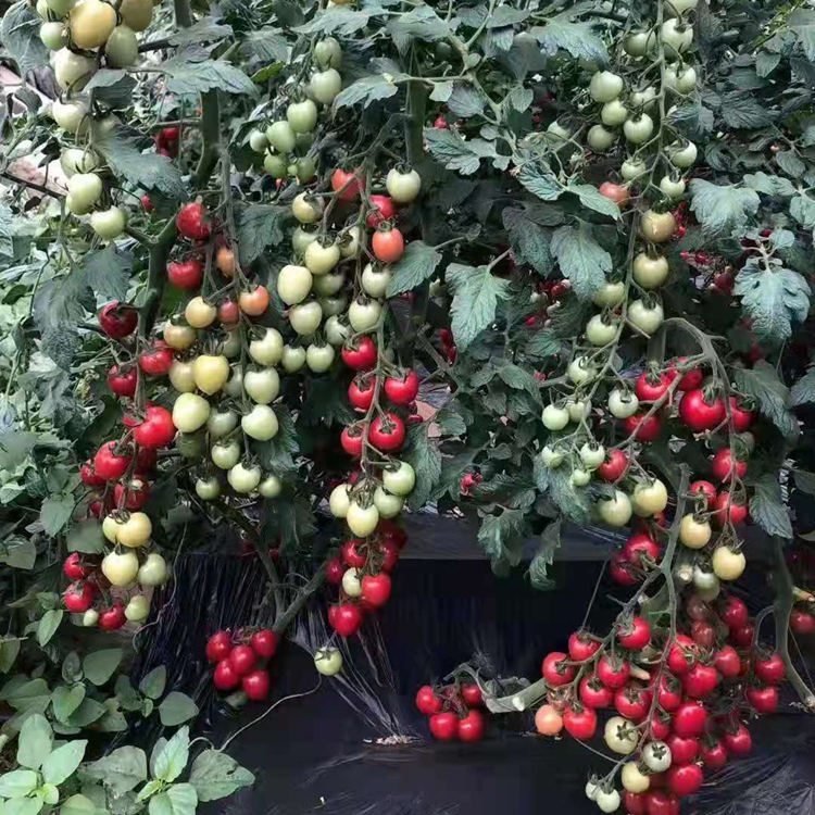 特色口感小番茄苗  小西红柿品种 口感好 产量高  价格实惠