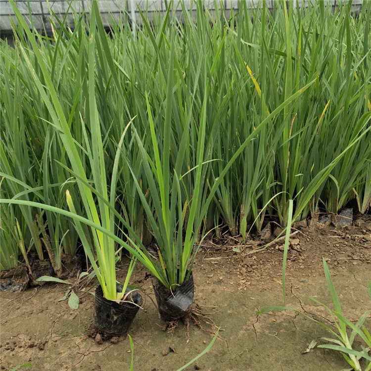 马兰价格 马兰 水生植物价格