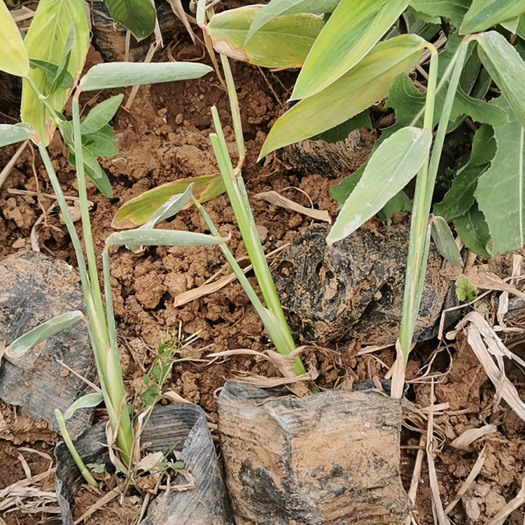 再力花价格 青州再力花 岱青花卉苗木供应
