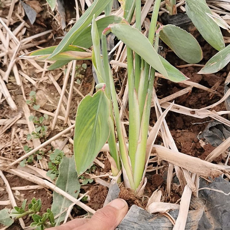 再力花供货商 山东再力花苗 批发基地