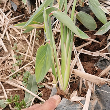 再力花供货商 山东再力花苗 批发基地