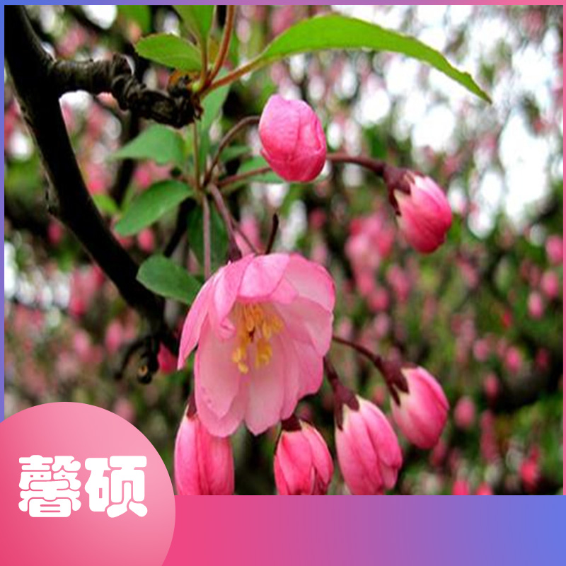 馨硕长期供应 绿化苗木 北美海棠花苗  庭院风景 