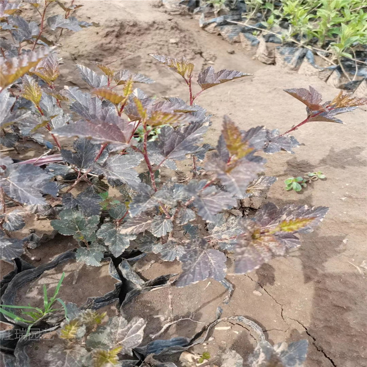 紫叶风箱果 紫叶风箱果价格 山东紫叶风箱果基地 紫叶风箱果有货