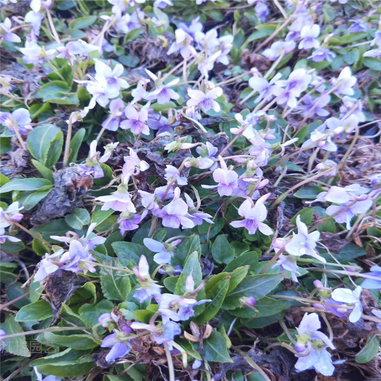 紫花地丁批发 山东青州紫花地丁价格 紫花地丁现货供应 江瑞花卉