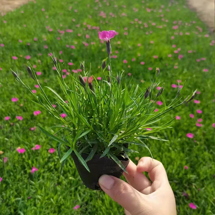 欧石竹杯苗批发 欧石竹小苗培育基地 锦帆