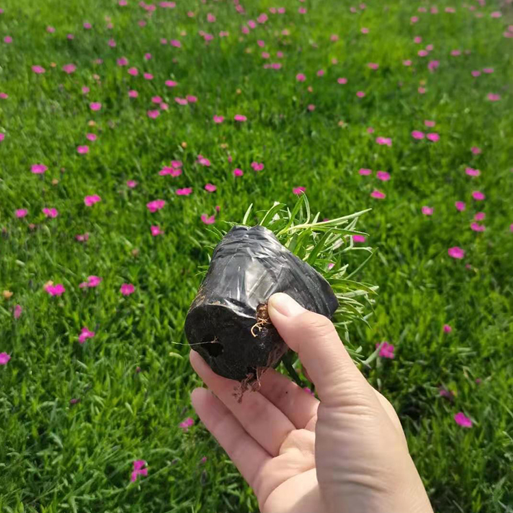 欧石竹杯苗 深粉红花 好成活小苗 锦帆花卉苗木供应
