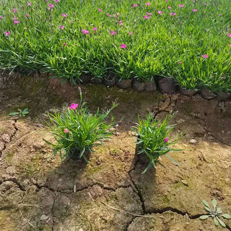 喜干燥环境 欧石竹杯苗种植基地 锦帆大量供应