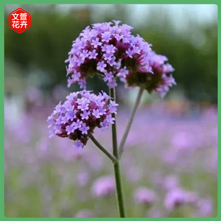 马鞭草种植基地 青州柳叶马鞭草 销售柳叶马鞭草