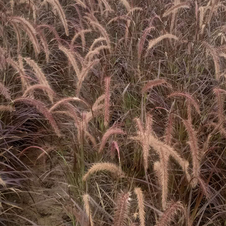 观赏草小苗 欢迎电话联系 观赏草价格