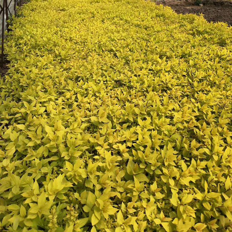 金焰绣线菊价格 正艳花卉 金焰绣线菊苗 山东草花