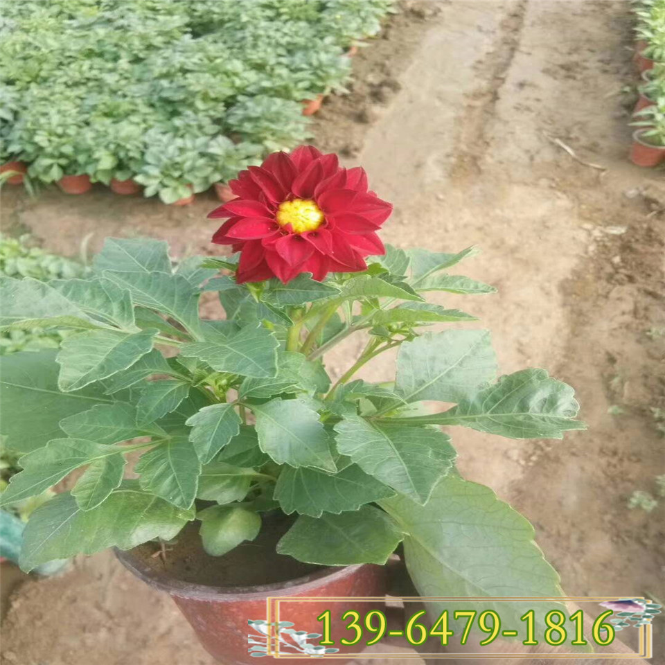 工程绿化用苗小丽花种植基地 小丽花盆花批发供应价格