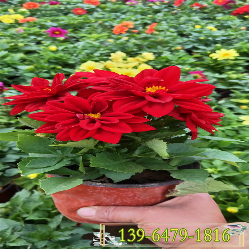 小丽花盆栽种植基地  批发绿化小丽花苗 厂家直供地瓜花
