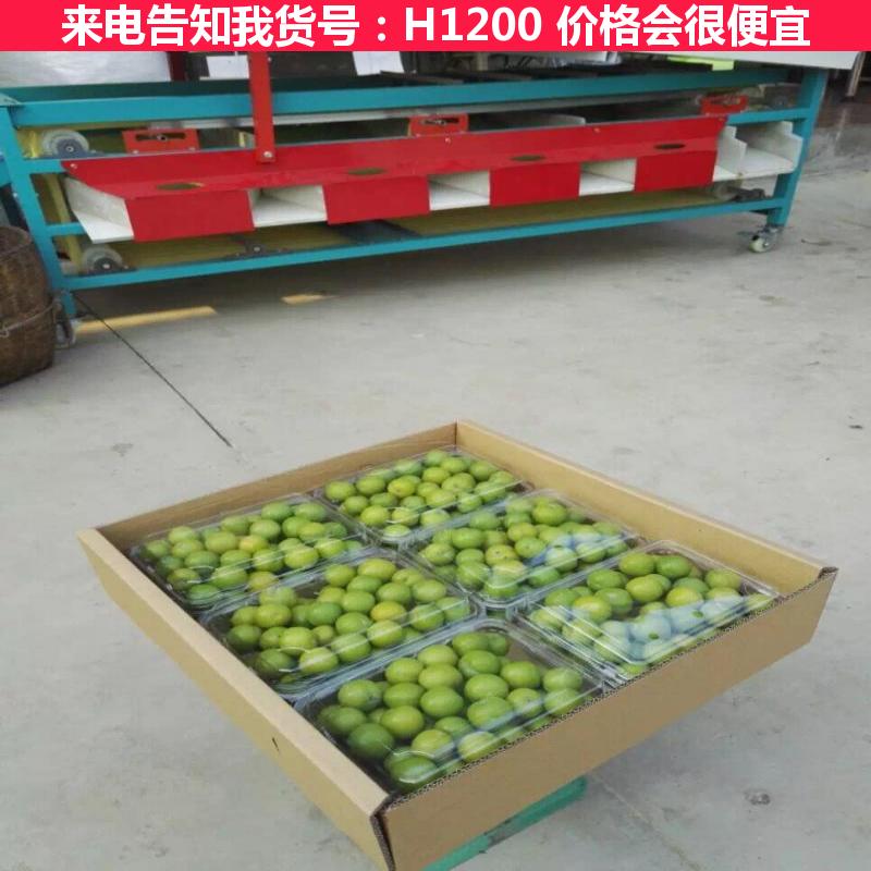 慧采自动选果机 水果选果机 砂糖桔选果机货号H1200