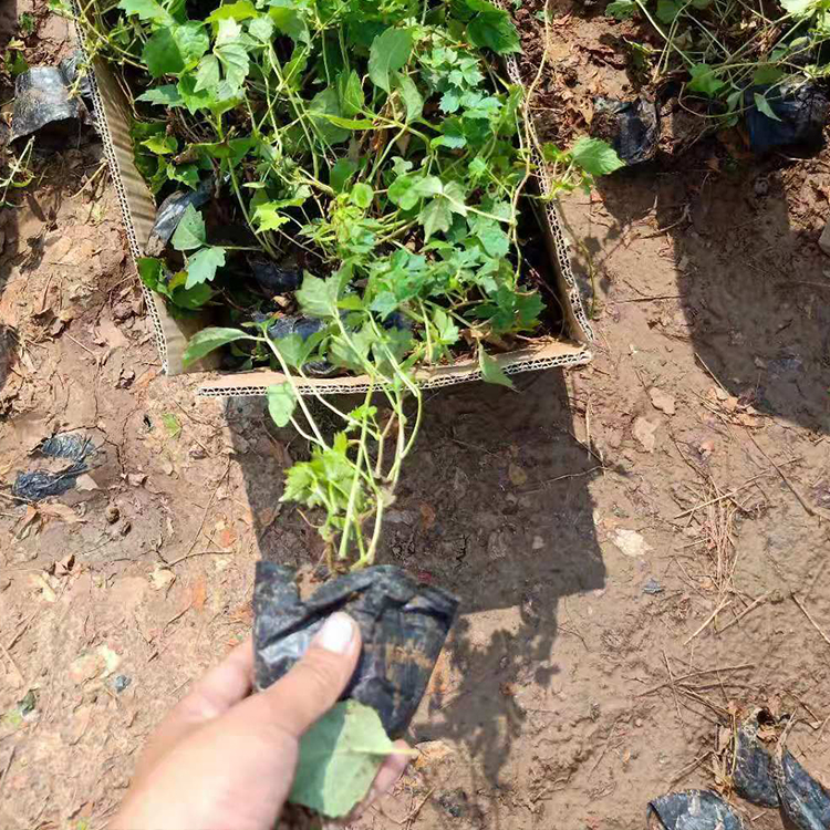 三叶地锦 耐冻喜阳耐旱 久顺三叶地锦小苗培育
