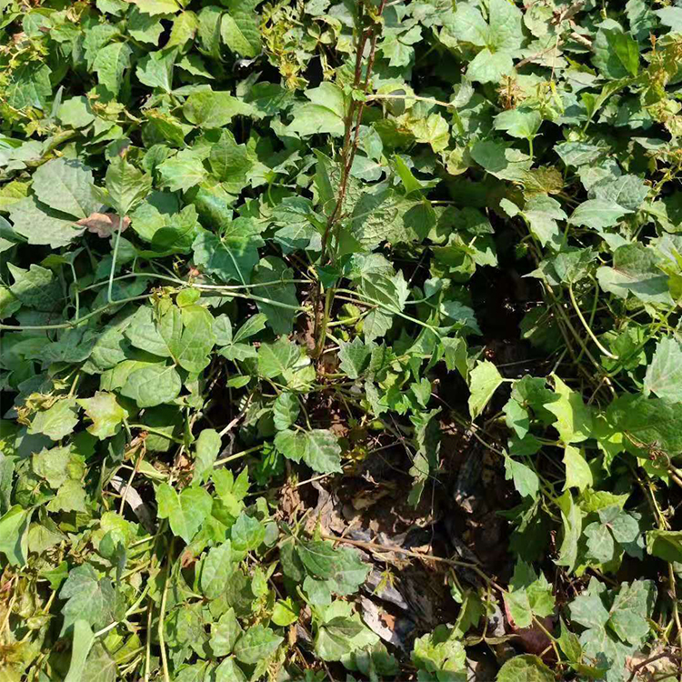 藤本植物 三叶地锦小苗批发 绿化苗木种植基地