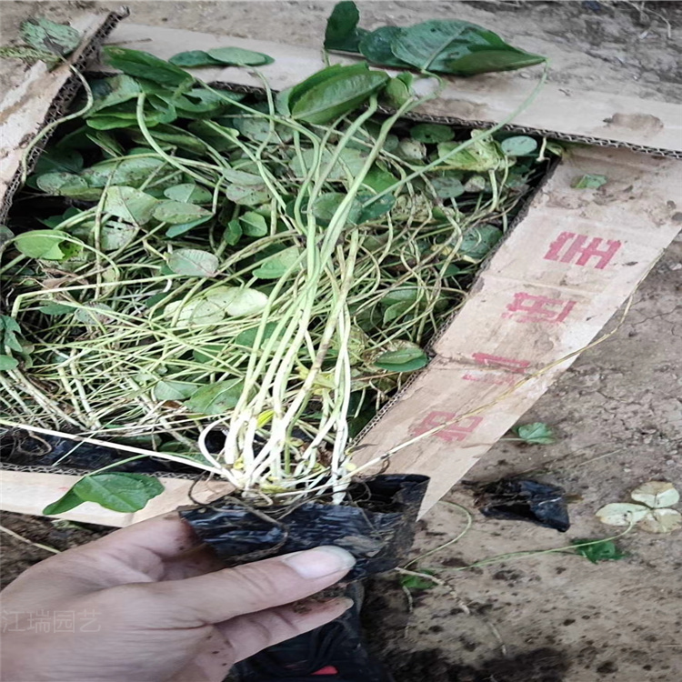 江瑞园艺白三叶基地 红三叶价格 山东红三叶种子 盆栽白三叶货源