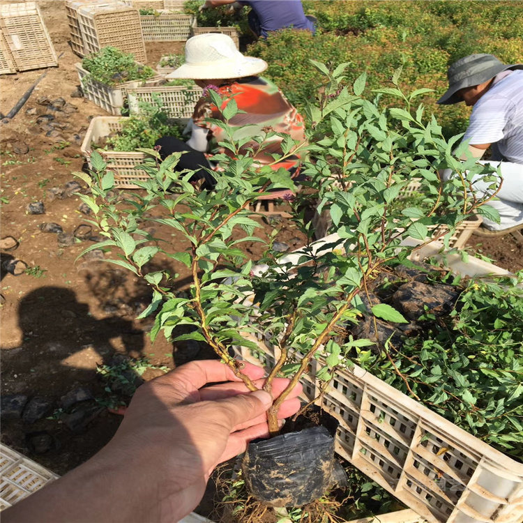 金焰绣线菊批发 金焰绣线菊种植基地 山东金焰绣线菊价格 江瑞金焰绣线菊直供