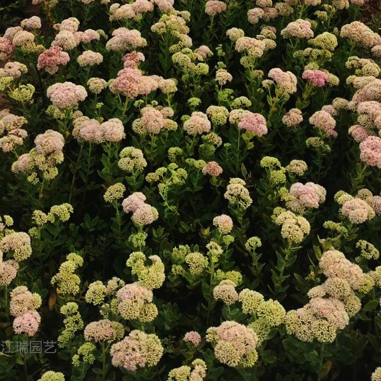 八宝景天批发 八宝景天出售 宿根花卉八宝景天价格 江瑞花卉八宝景天现货供应