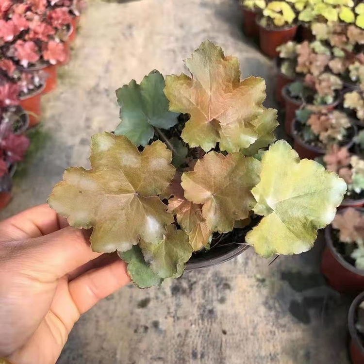  多年生常绿草本花卉矾根  矾根小苗批发 观叶植物 