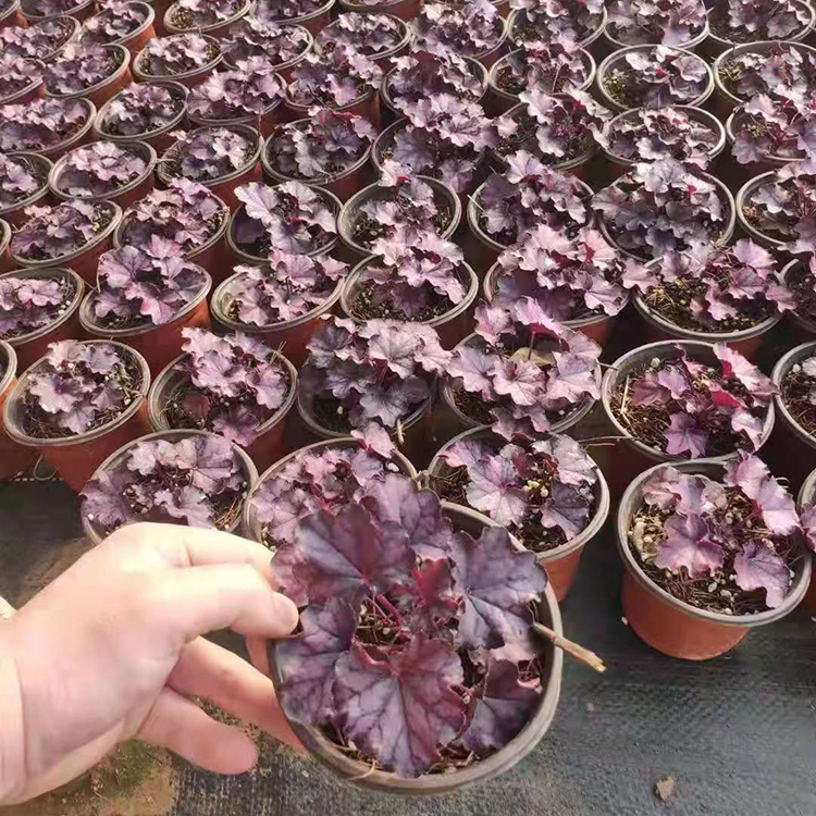 青州矾根种植基地 多色矾根盆栽  矾根价格