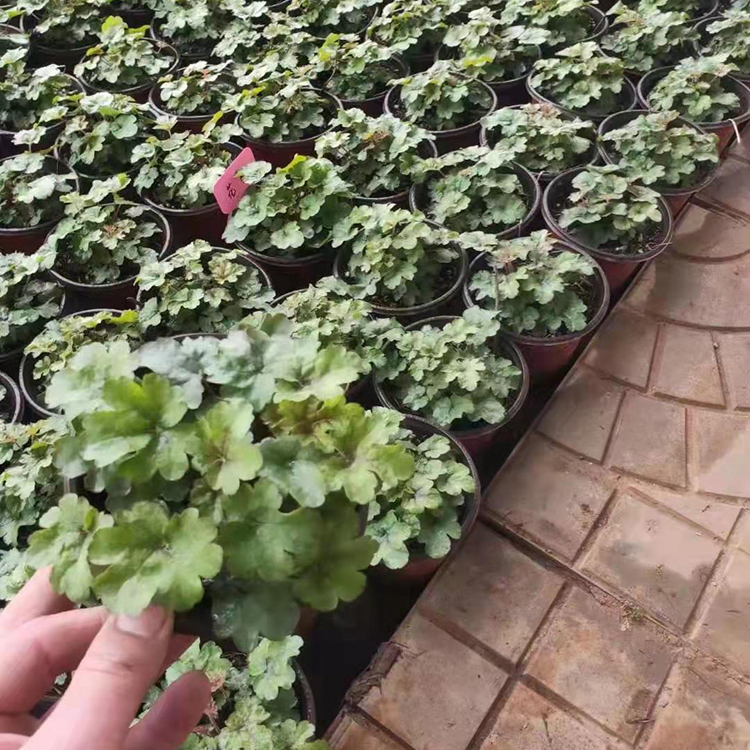 多色系耐寒矾根盆栽 颜色丰富艳丽 可用于点缀花坛 园林绿化观赏等