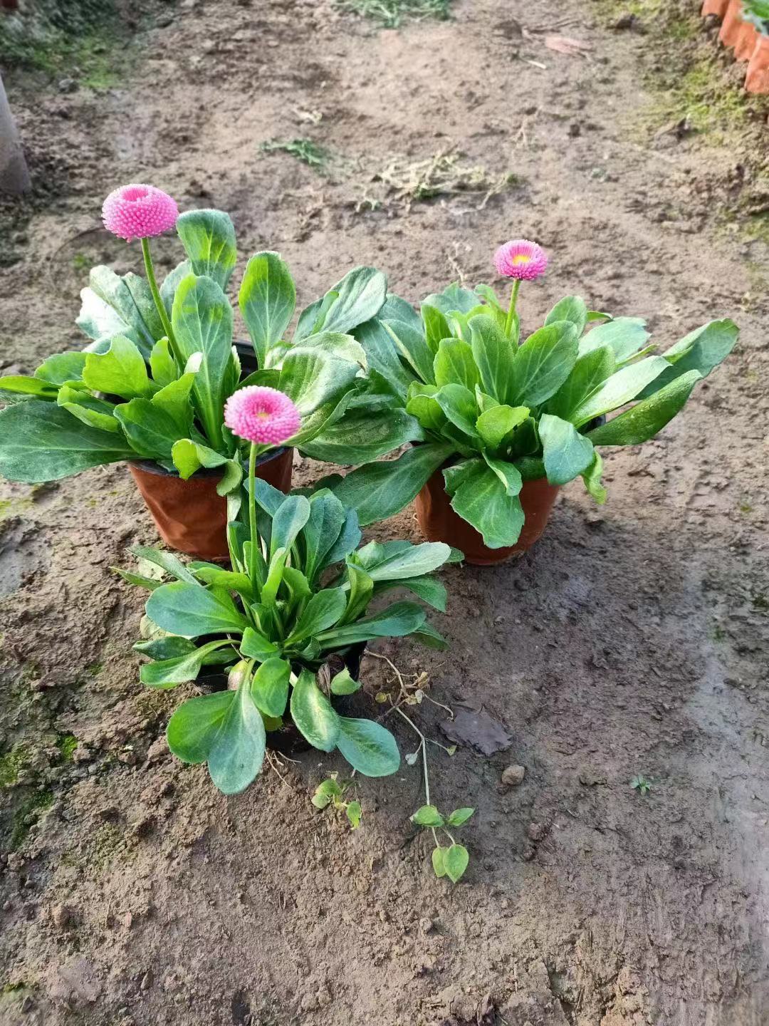 雏菊批发    草花地被基地   河北草花直供   雏菊     雏菊价格