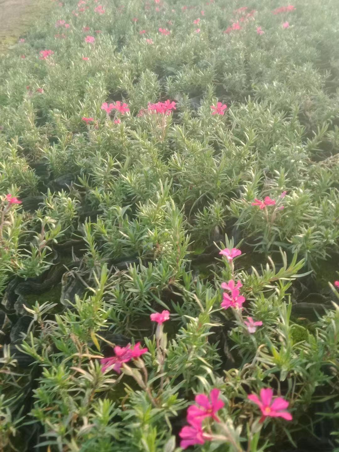 直营基地  芝樱批发价格  芝樱花海专供   青州草花基地   青海草花直供