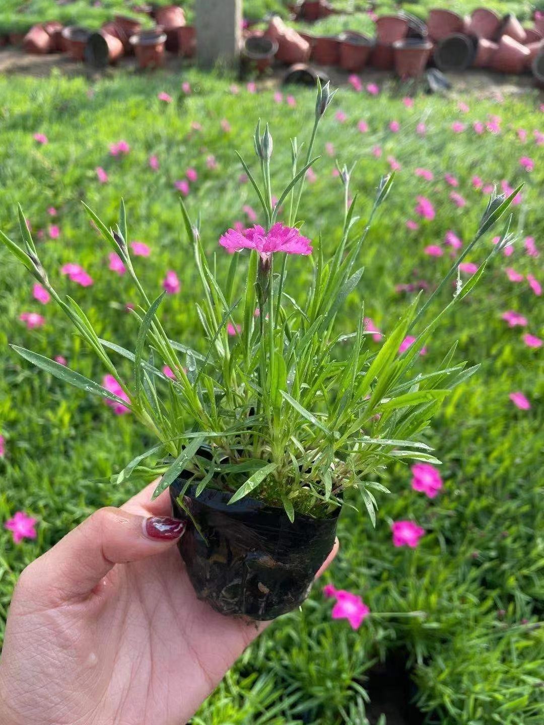 欧石竹穴盘苗   欧石竹杯苗    北京草花直供
