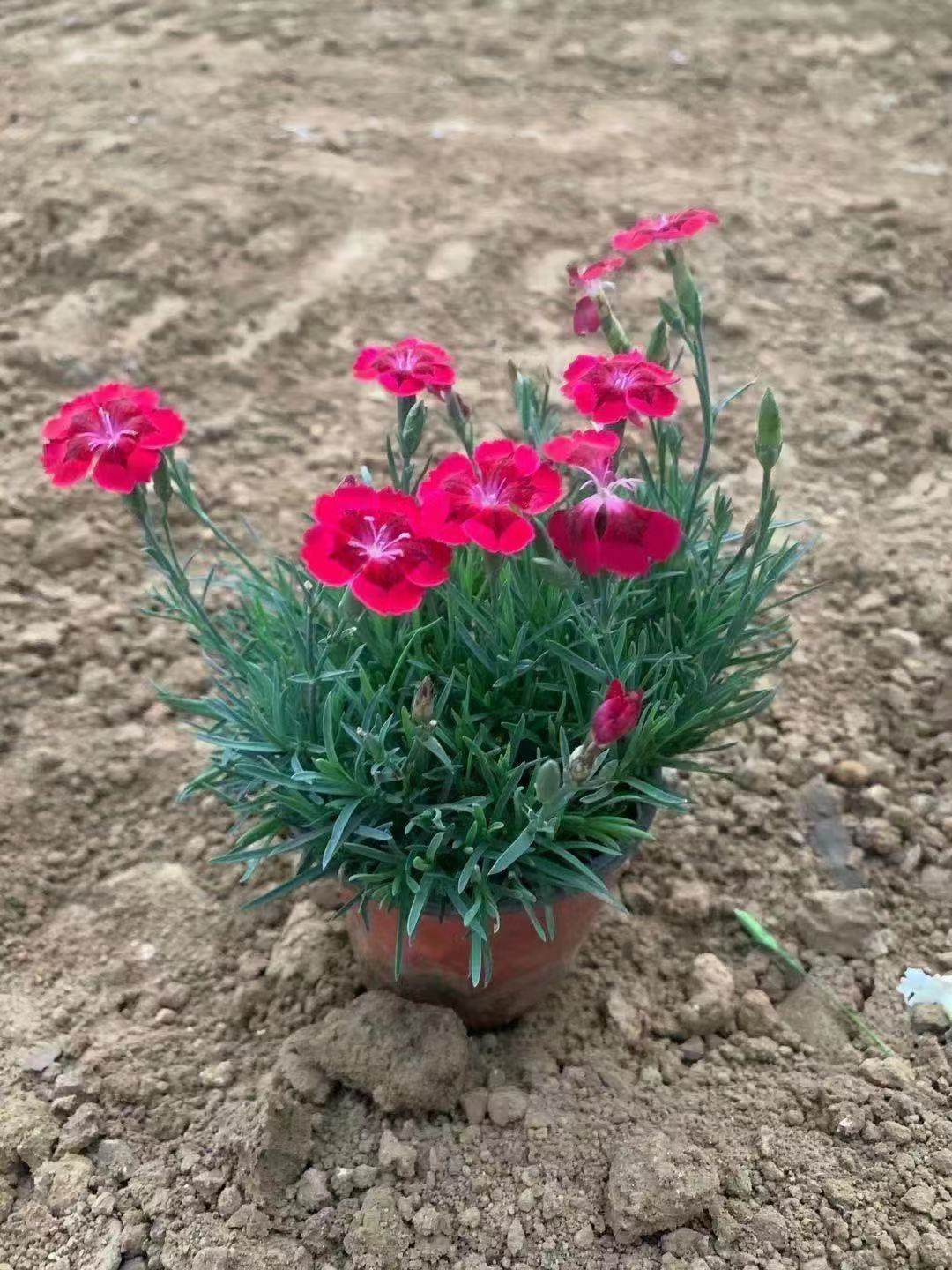 欧石竹价格  各规格欧石竹   山东草花基地     农户直供