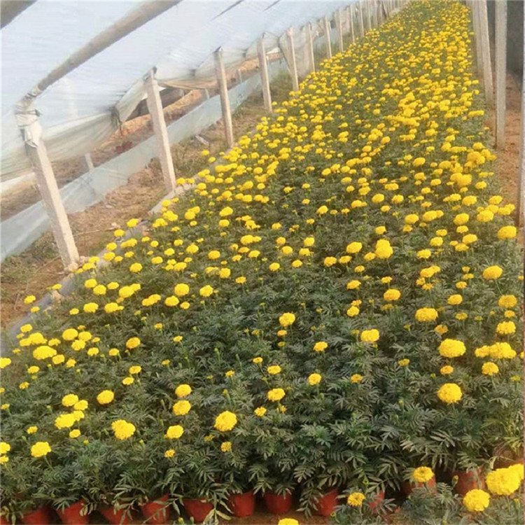欢迎选购 孔雀草小苗 山东孔雀草供应商