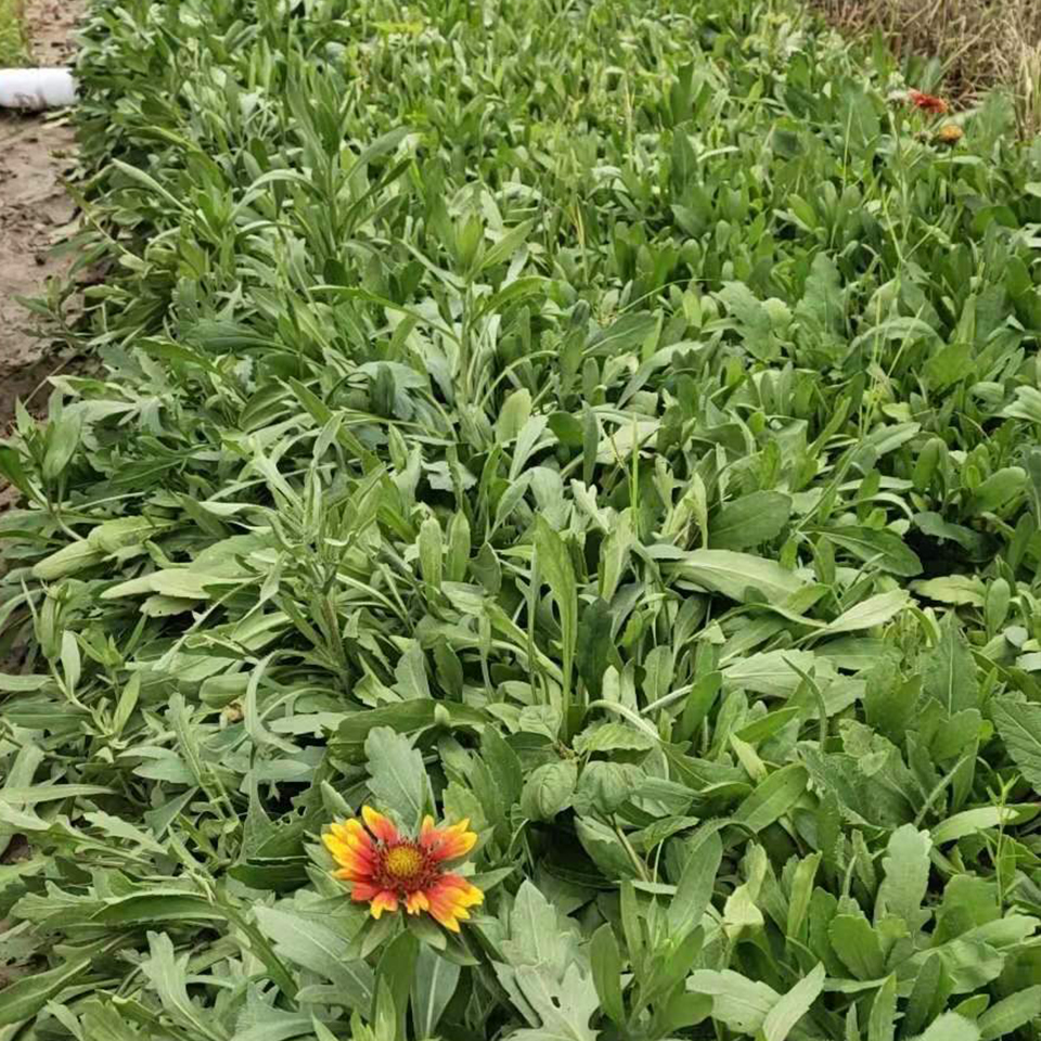 价格从优 天人菊小苗 天人菊种植基地