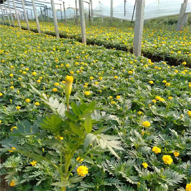 一二年宿根花卉 孔雀草 山东孔雀草价格