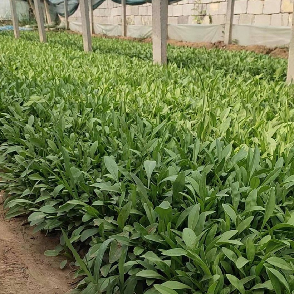 金鸡菊 金鸡菊报价 山东草花价格 产地供应