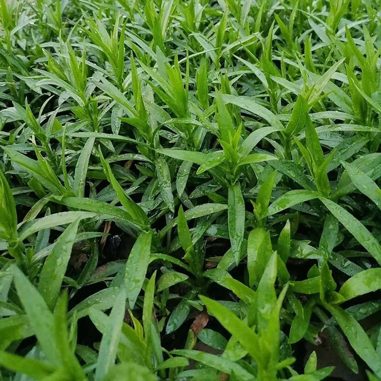 荷兰菊种植基地 草花种植基地 青州荷兰菊杯苗