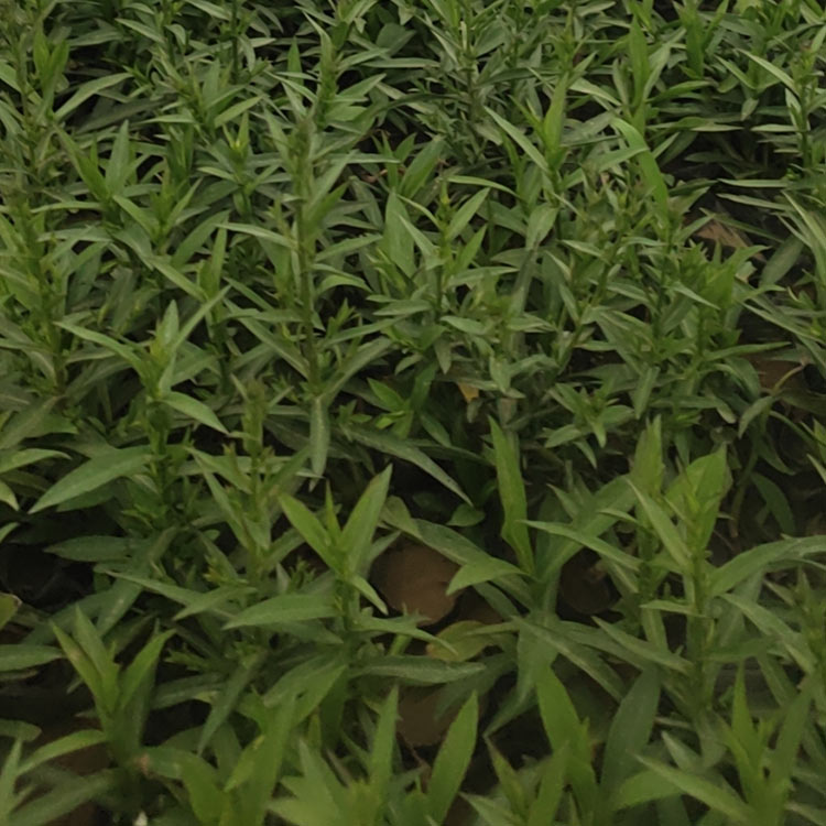 荷兰菊种植基地 大量批发 山东荷兰菊杯苗