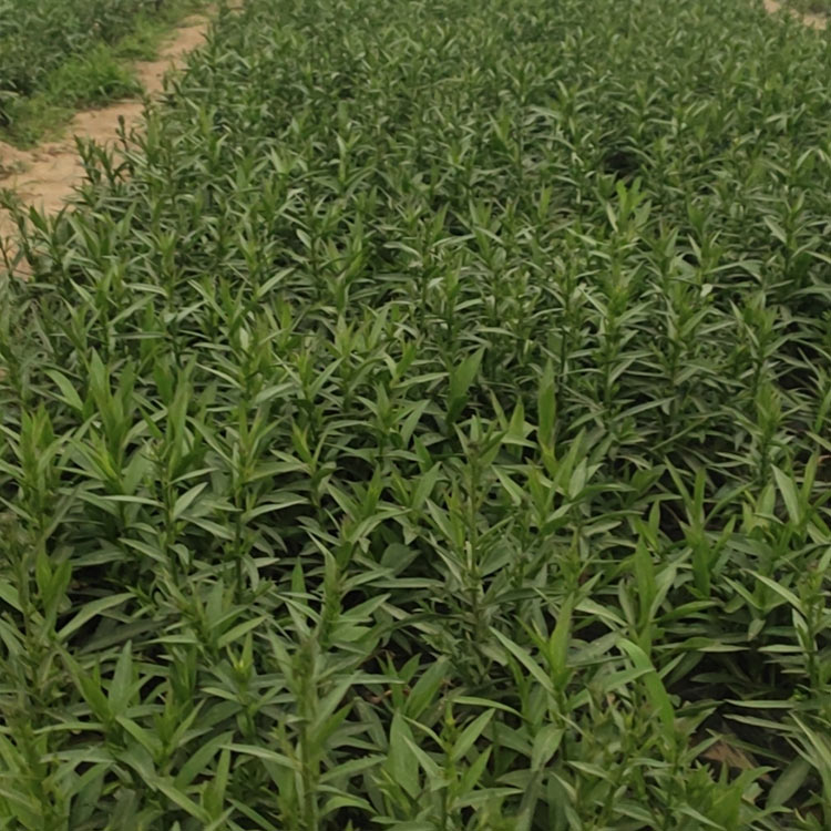荷兰菊杯苗 基地供应 青州荷兰菊基地