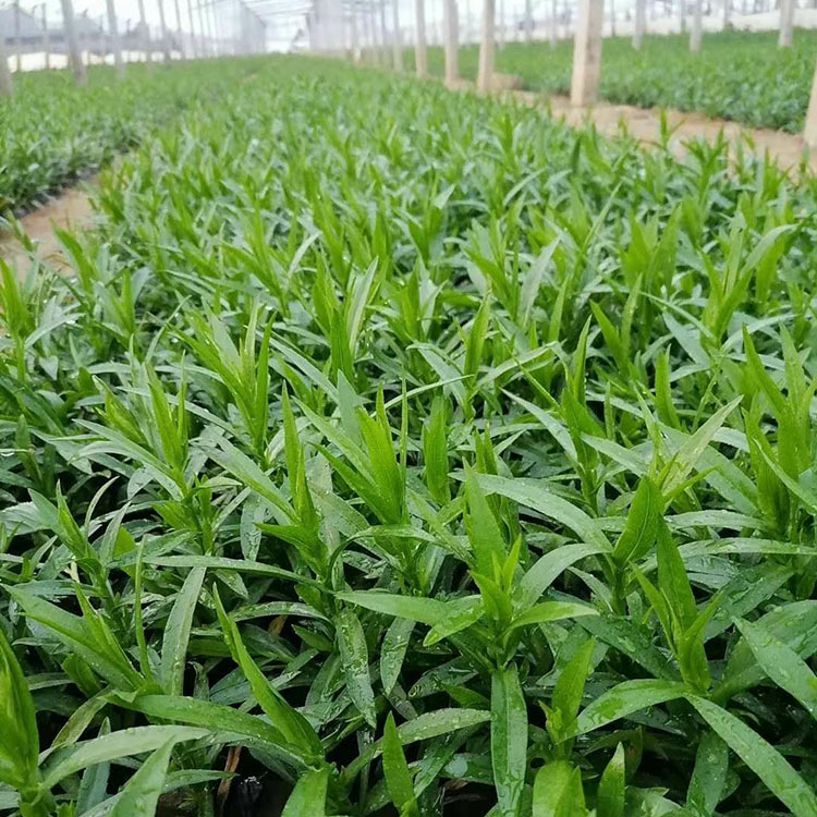一二年宿根花卉 荷兰菊小苗 荷兰菊价格