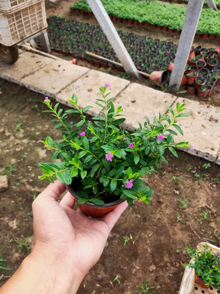 满天星花苗价格