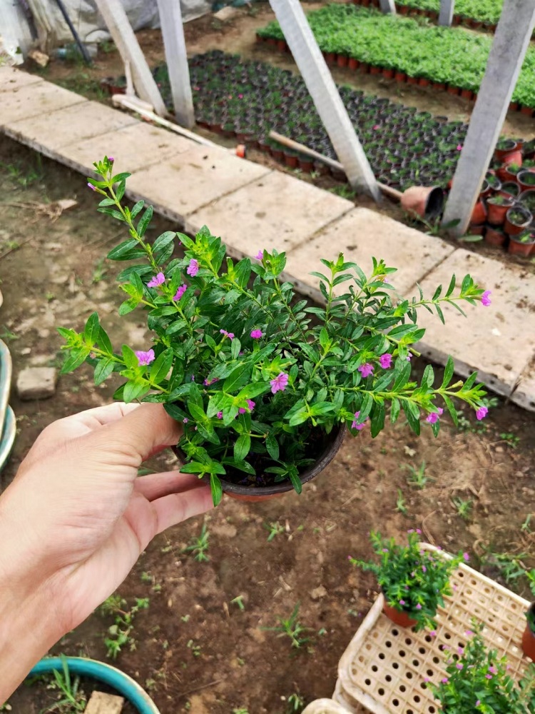 满天星价格 大量批发园林绿化 租摆观赏花批发