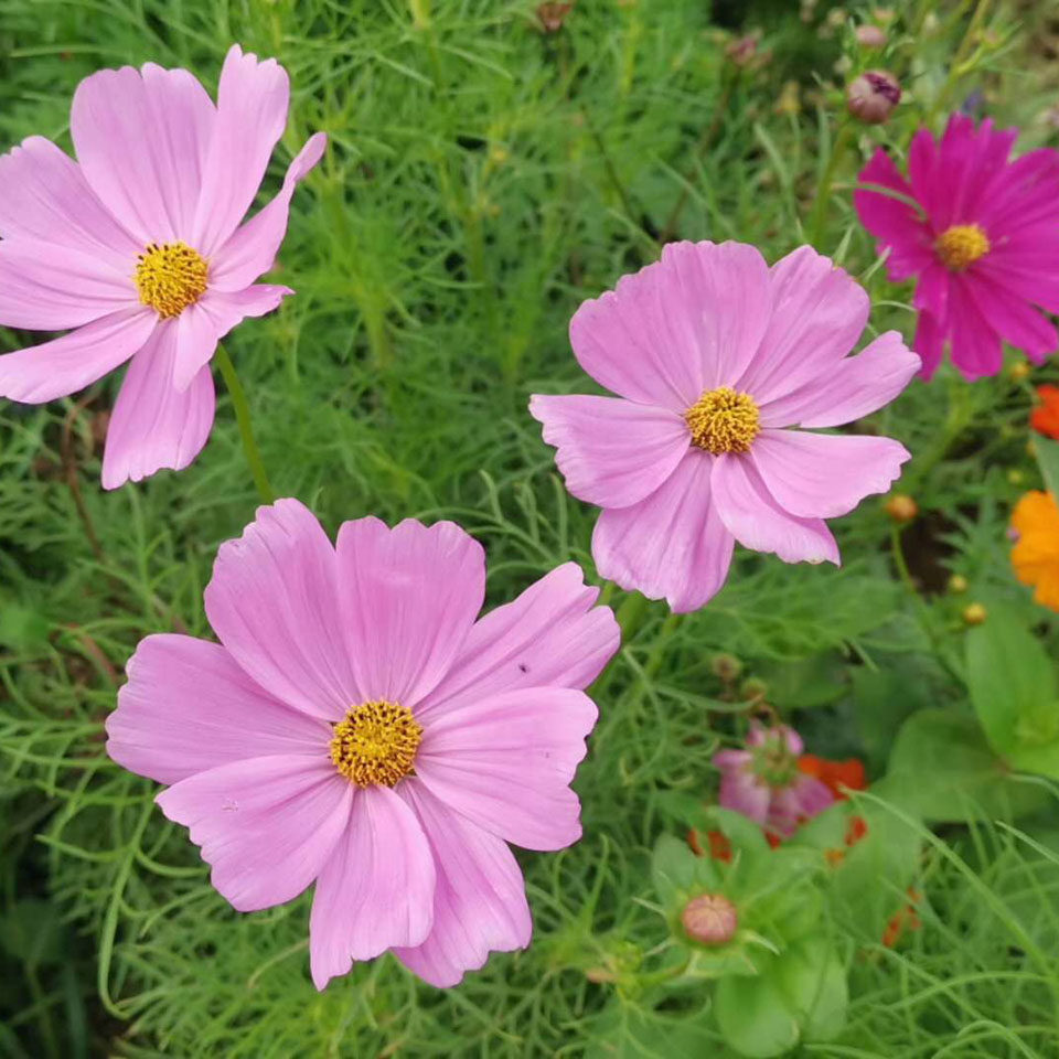 基地大量供应波斯菊   波斯菊花海苗   株型高达 花色多