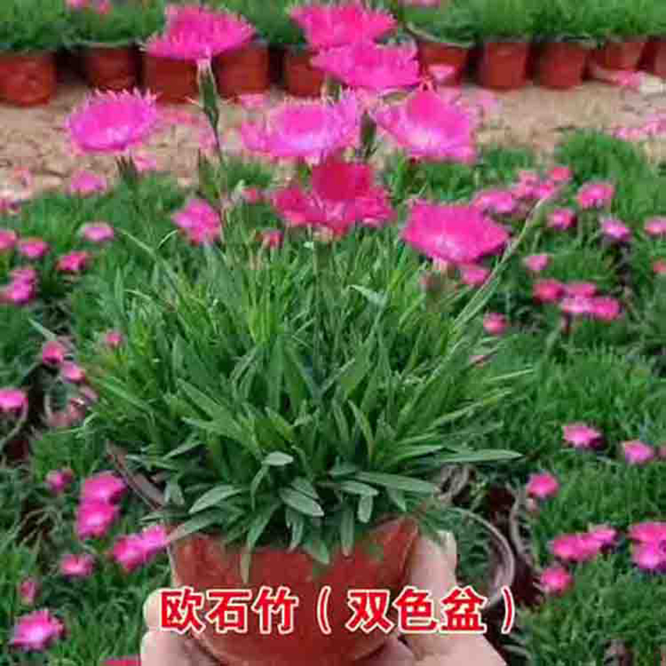 基地批发欧石竹 欧石竹批发培育基地 期待您的到来
