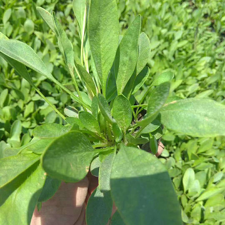 金鸡菊批发 山东草花基地 苗圃供应