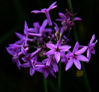 紫娇花价格 紫娇花出售 紫娇花种植基地 夏杰花卉