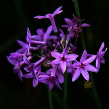 紫娇花价格 紫娇花出售 紫娇花种植基地 夏杰花卉