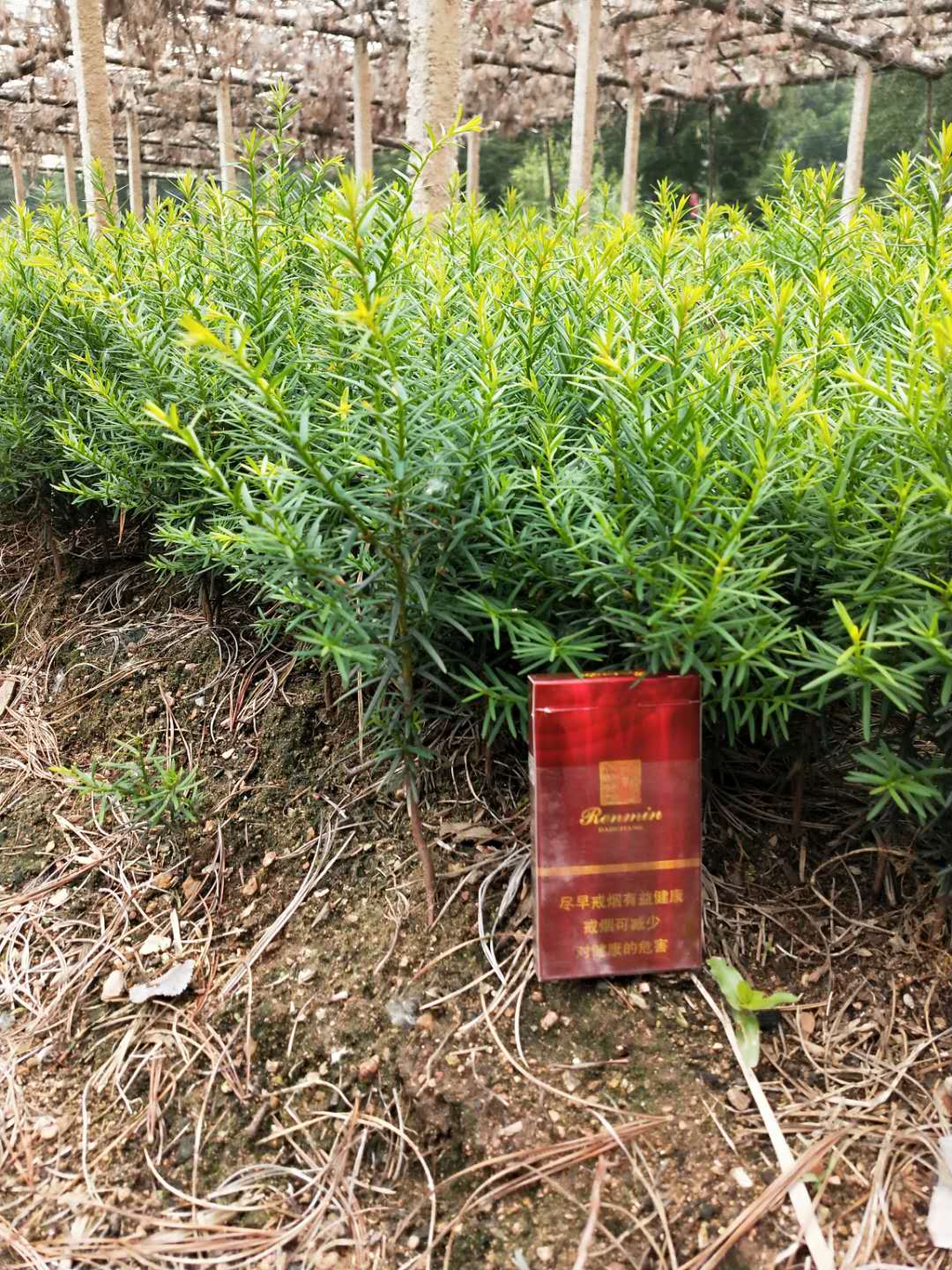 刘家苗圃红豆杉苗 大量存活率高的红豆杉苗批发  红豆杉苗价格咨询