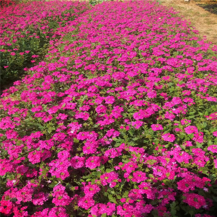 美女樱批发 宿根美女樱价格 细叶美女樱基地 美女樱订购报价 江瑞花卉